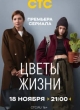 Цветы жизни 