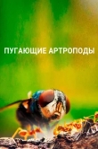  Пугающие артроподы 