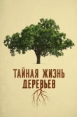  Деревья: гении мира природы 