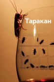 Таракан