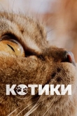 Котики