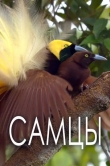 Самцы